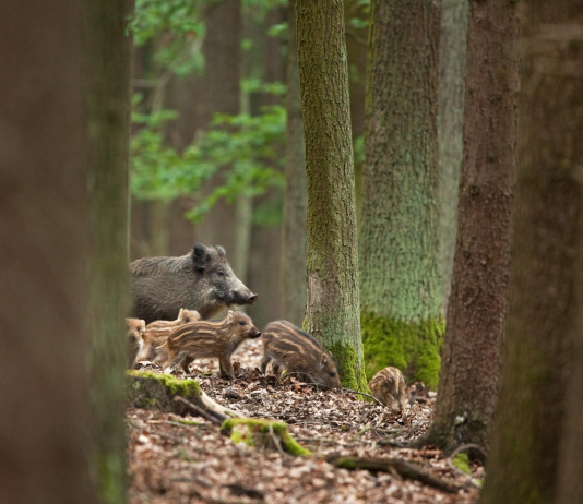 Durata della stagione di caccia al cinghiale: una richiesta dall’Umbria Durata della stagione di caccia al cinghiale: femmina con piccoli tra gli alberi della foresta