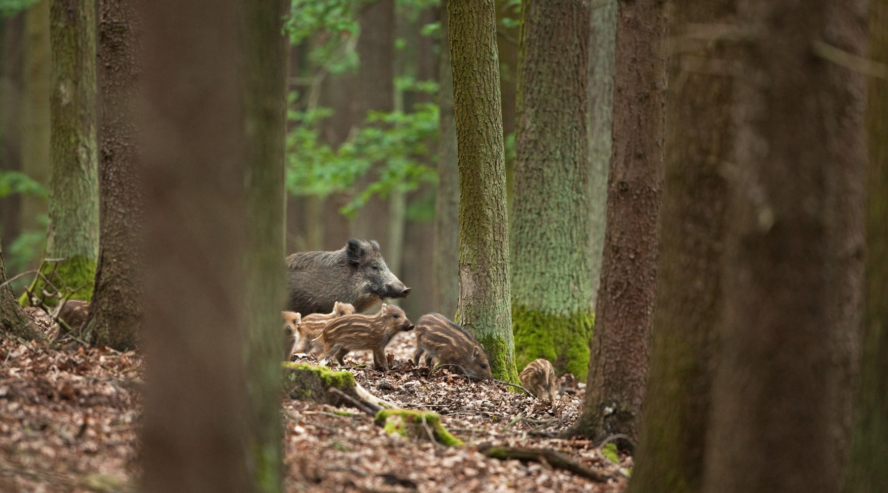 Durata della stagione di caccia al cinghiale: femmina con piccoli tra gli alberi della foresta