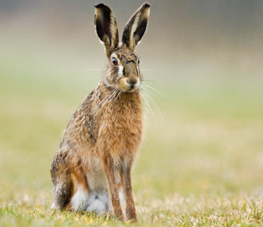Gestione della lepre in Umbria: interrogazione della Lega Gestione della lepre in Umbria: lepre nell'erba
