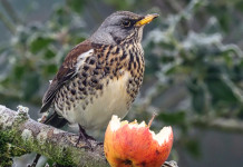 Key concept per la migratoria: la politica si attiva Key concept per la migratoria: cesena su ramo con frutto mangiato