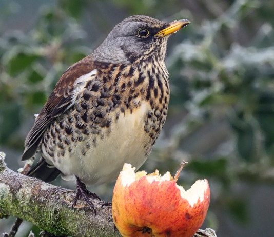 Key concept per la migratoria: la politica si attiva Key concept per la migratoria: cesena su ramo con frutto mangiato