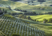 La tutela della biodiversità in Costituzione La tutela della biodiversità in Costituzione: paesaggio toscano, italian landscape