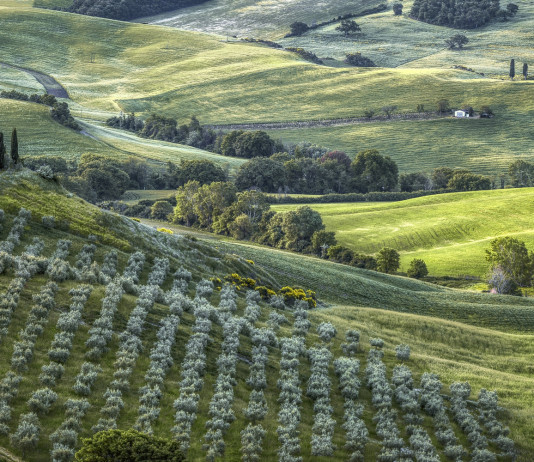La tutela della biodiversità in Costituzione La tutela della biodiversità in Costituzione: paesaggio toscano, italian landscape
