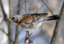 Le previsioni sul calendario venatorio della Lombardia Le previsioni sul calendario venatorio della Lombardia: cesena su ramo in inverno