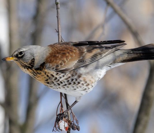 Le previsioni sul calendario venatorio della Lombardia Le previsioni sul calendario venatorio della Lombardia: cesena su ramo in inverno