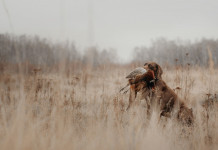 Legge quadro sulla caccia: interrogazione alla Camera Legge quadro sulla caccia: cane da caccia riporta fagiano