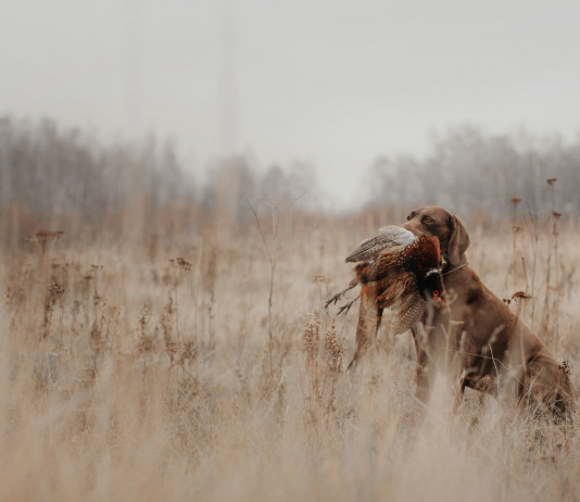 Legge quadro sulla caccia: interrogazione alla Camera Legge quadro sulla caccia: cane da caccia riporta fagiano