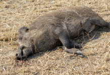 Monitoraggio della peste suina africana, Toscana attiva numero dedicato Monitoraggio della peste suina africana: carcassa di cinghiale