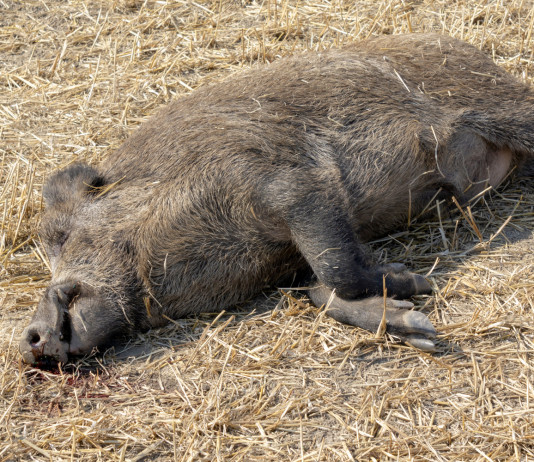 Monitoraggio della peste suina africana, Toscana attiva numero dedicato Monitoraggio della peste suina africana: carcassa di cinghiale