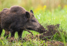 Peste suina africana: altri due casi Peste suina africana: cinghiale rooting