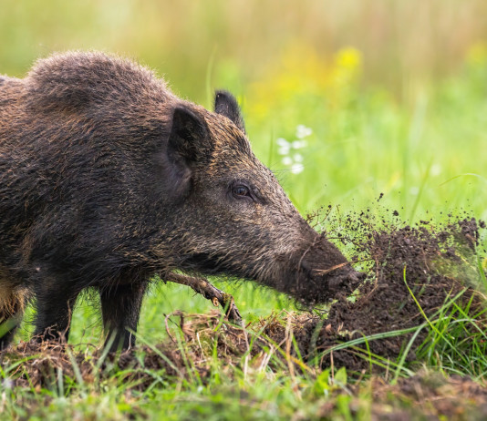 Peste suina africana: altri due casi Peste suina africana: cinghiale rooting