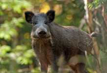 Peste suina africana: il decreto del governo Peste suina africana: cinghiale nella foresta