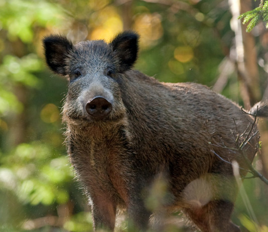 Peste suina africana: il decreto del governo Peste suina africana: cinghiale nella foresta