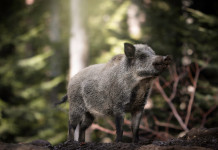 Peste suina africana: il question time alla Camera Peste suina africana: cinghiale nel bosco