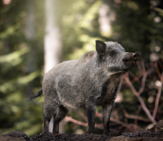 Peste suina africana: il question time alla Camera Peste suina africana: cinghiale nel bosco