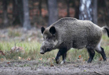 Peste suina africana: il webinar di Atit e Sief Peste suina africana: cinghiale nella foresta