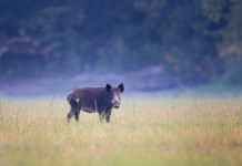 Peste suina africana, nuove indicazioni in Lombardia Peste suina africana: cinghiale in ambiente naturale