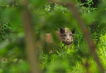 Peste suina africana, pubblicato decreto in Gazzetta Peste suina africana: cinghiale nel bosco