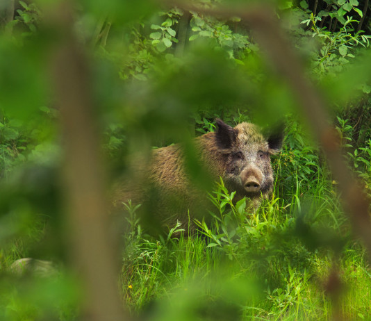 Peste suina africana, pubblicato decreto in Gazzetta Peste suina africana: cinghiale nel bosco