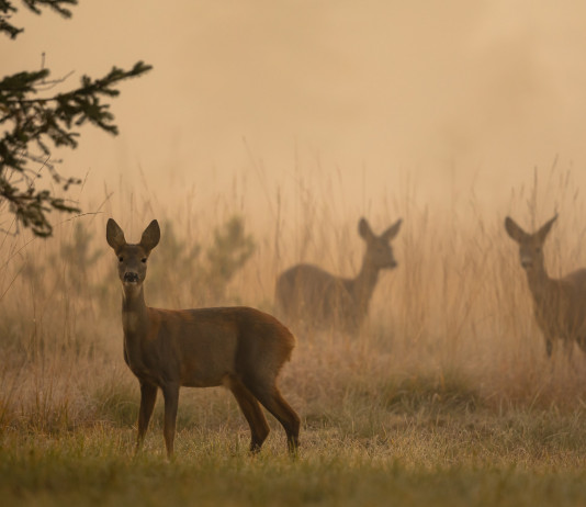 Piano faunistico-venatorio della Lombardia: ecco come presentare osservazioni Piano faunistico-venatorio della Lombardia: caprioli in una mattina nebbiosa