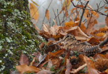 Prove cinofile su beccaccia: il prossimo appuntamento di Federcaccia Prove cinofile su beccaccia: beccaccia nel bosco
