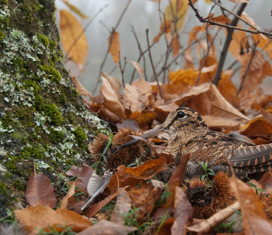 Prove cinofile su beccaccia: il prossimo appuntamento di Federcaccia Prove cinofile su beccaccia: beccaccia nel bosco