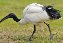 Specie esotiche invasive: procedura d’infrazione contro l’Italia Specie esotiche invasive: ibis sacro