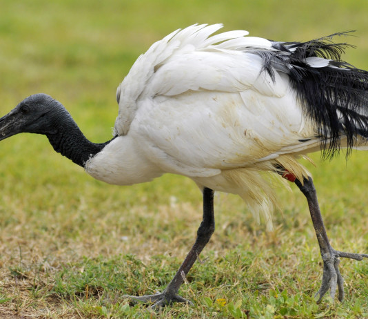Specie esotiche invasive: procedura d’infrazione contro l’Italia Specie esotiche invasive: ibis sacro