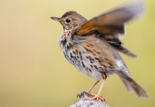Stagione di caccia alla migratoria: la situazione Stagione di caccia alla migratoria: tordo bottaccio pronto a prendere il volo