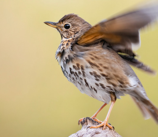 Stagione di caccia alla migratoria: la situazione Stagione di caccia alla migratoria: tordo bottaccio pronto a prendere il volo