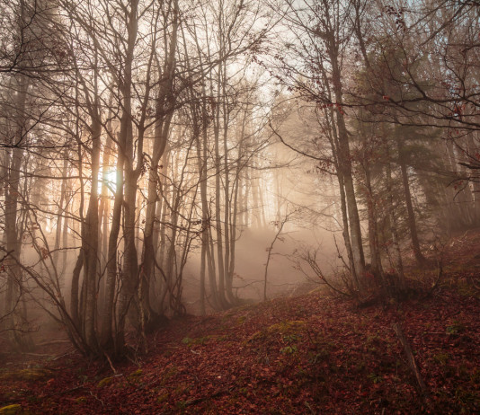 Strategia forestale e gestione della fauna: il ruolo della caccia Strategia forestale e gestione della fauna: foresta italiana nelle alpi giulie