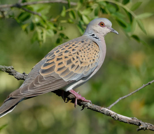 Approvato il piano nazionale di gestione della tortora Approvato il piano nazionale di gestione della tortora