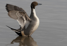 Caccia Magazine aprile 2022 in edicola dal 19 marzo Caccia Magazine aprile 2022