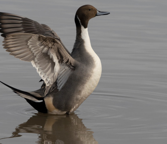 Caccia Magazine aprile 2022 in edicola dal 19 marzo Caccia Magazine aprile 2022