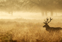 Caccia, passione e ricordi: ecco i vincitori dell’8° concorso di racconti venatori Caccia, passione e ricordi: cervo nella foresta