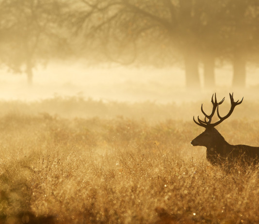 Caccia, passione e ricordi: ecco i vincitori dell’8° concorso di racconti venatori Caccia, passione e ricordi: cervo nella foresta