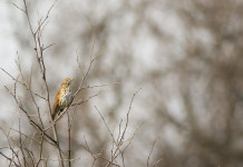 Caccia sui valichi montani e territorio sottoposto a tutela: due leggi alla Consulta Caccia sui valichi montani e territorio sottoposto a tutela: tordo bottaccio sul ramo di un albero in inverno