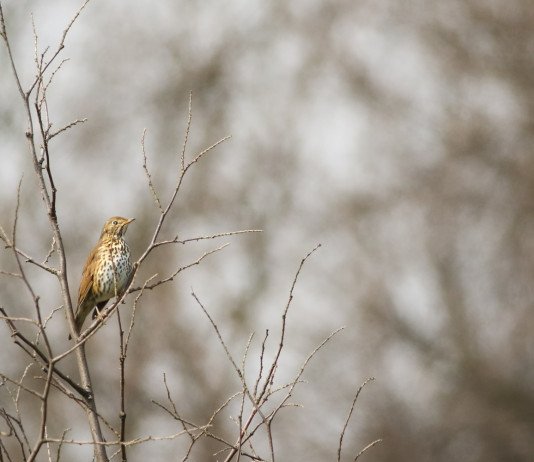 Caccia sui valichi montani e territorio sottoposto a tutela: due leggi alla Consulta Caccia sui valichi montani e territorio sottoposto a tutela: tordo bottaccio sul ramo di un albero in inverno