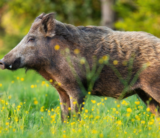 Cacciatori e controllo faunistico, la posizione del governo Cacciatori e controllo faunistico: cinghiale in prato primaverile