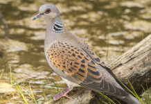 Calendari venatori 2022/2023: la richiesta dell’Arcicaccia Calendari venatori 2022/2023: tortora su specchio d'acqua