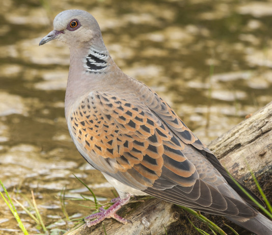 Calendari venatori 2022/2023: la richiesta dell’Arcicaccia Calendari venatori 2022/2023: tortora su specchio d'acqua