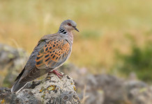 Calendario venatorio dell’Abruzzo: la sentenza del Tar Calendario venatorio dell’Abruzzo: tortora