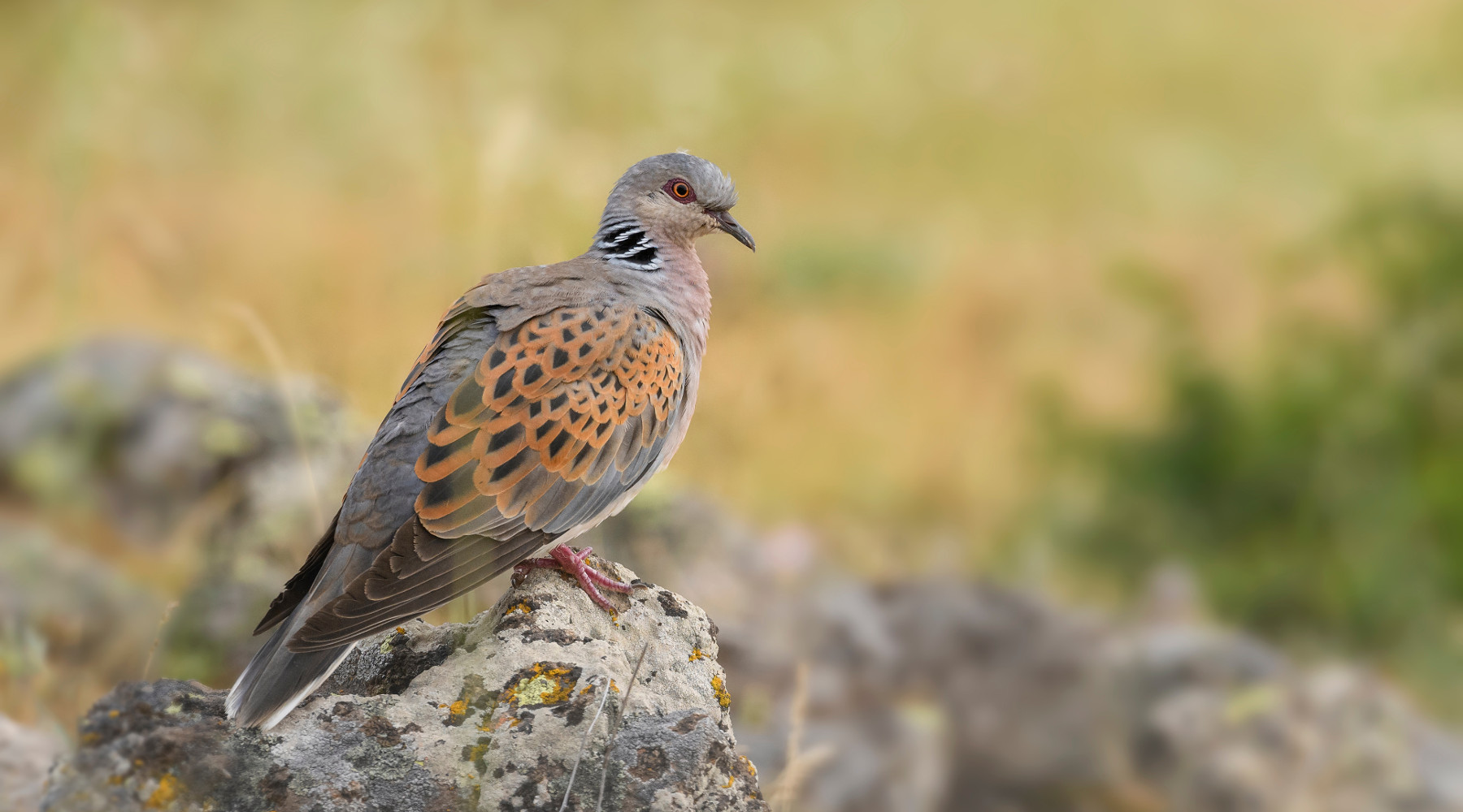 Calendario venatorio dell’Abruzzo la sentenza del Tar Calendario venatorio dell’Abruzzo: tortora