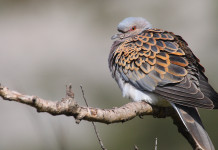 Calendario venatorio dell’Umbria, chiesta rapidità Calendario venatorio dell’Umbria: tortora su un ramo