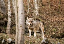 Coesistenza con i grandi carnivori in Europa: la posizione di Face Coesistenza con i grandi carnivori in Europa: lupo in Piemonte