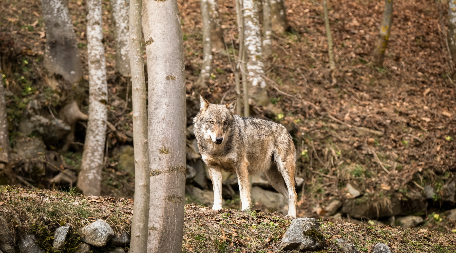 Coesistenza con i grandi carnivori in Europa: lupo in Piemonte