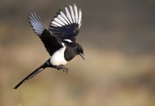 Controllo corvidi in Toscana, approvata delibera fino al 2026 Controllo corvidi in Toscana: gazza in volo