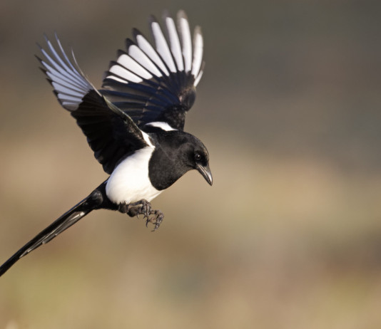 Controllo corvidi in Toscana, approvata delibera fino al 2026 Controllo corvidi in Toscana: gazza in volo