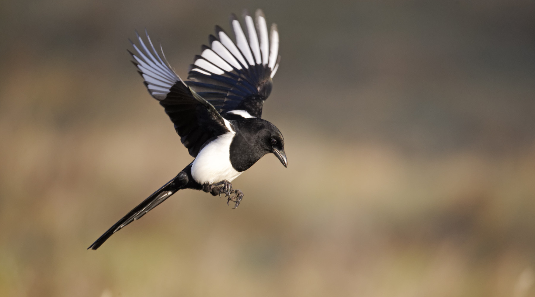 Controllo corvidi in Toscana: gazza in volo