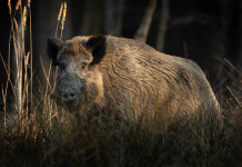 Decreto sulla peste suina africana: la discussione in Senato Decreto sulla peste suina africana: cinghiale nella foresta
